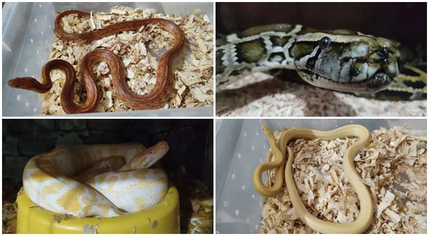 Cobras de origens europeia e norte-americana são encontradas em cativeiro