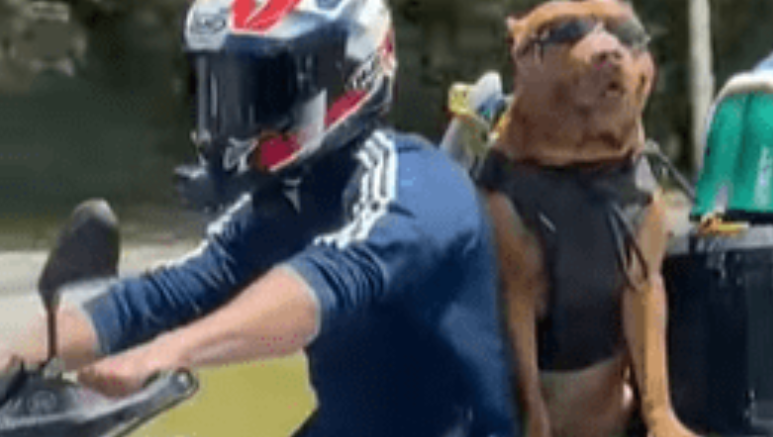 Flagrante! Cachorro é visto andando de moto pela Beira-Mar Norte