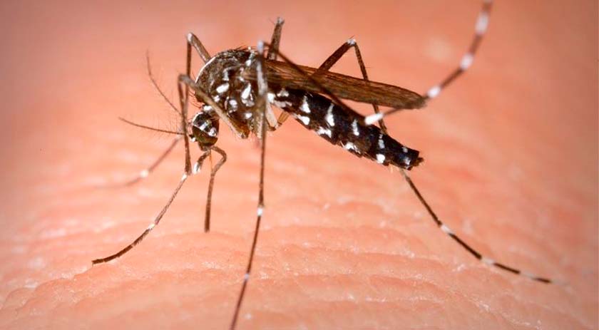 Primeiro caso de dengue é confirmado no Município