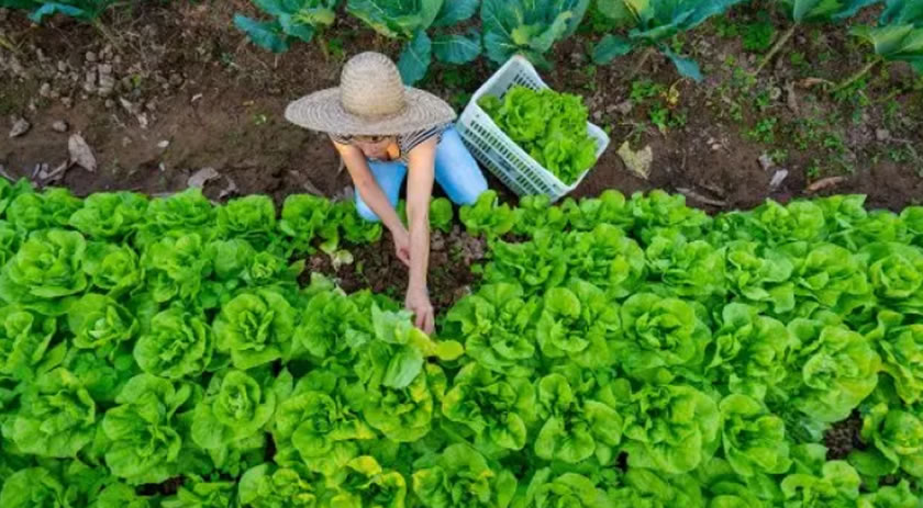 Programa estadual prevê ações para reduzir uso de agrotóxicos