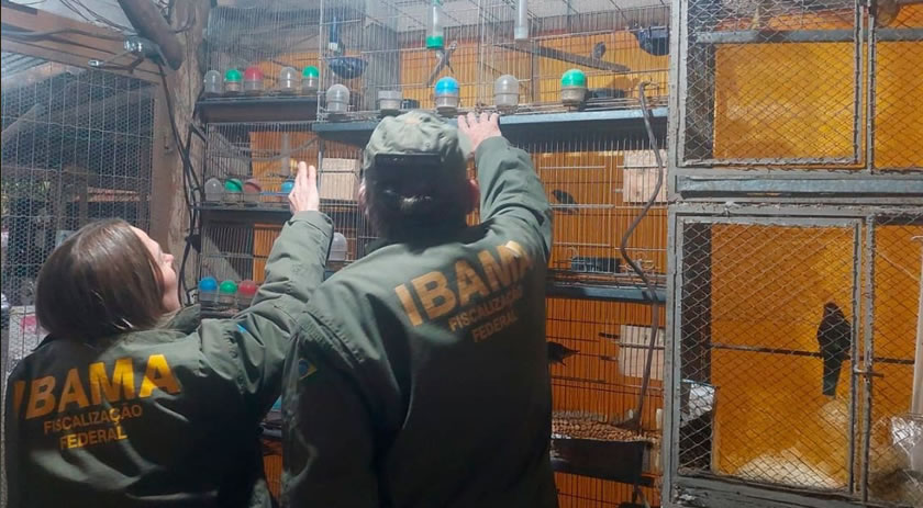 Mais de 650 animais são resgatados em situação precária de ‘zoológico clandestino’ em SC