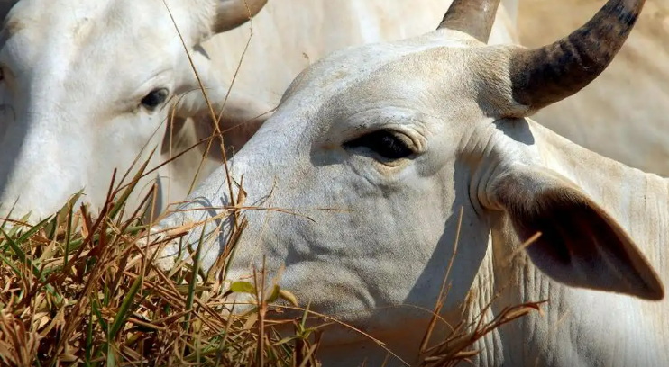 Carne brasileira passa a pagar tarifa de 67% para entrar na China