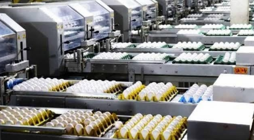Produção de ovos no Brasil deve crescer 5% em 2026 e chegar a 56 bilhões de unidades