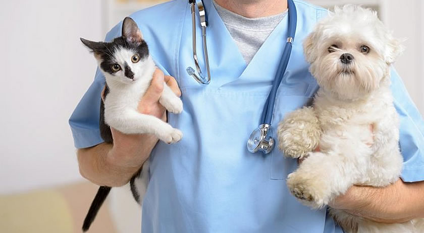 Município lança edital para nova etapa de castração de cães e gatos