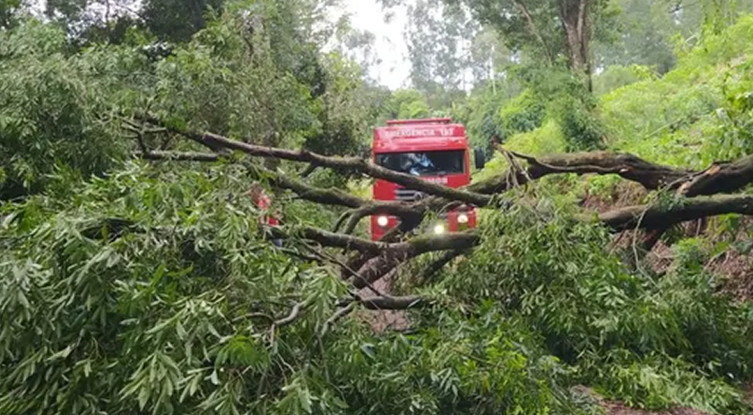 Temporal derruba 8 árvores e bloqueia trânsito no interior