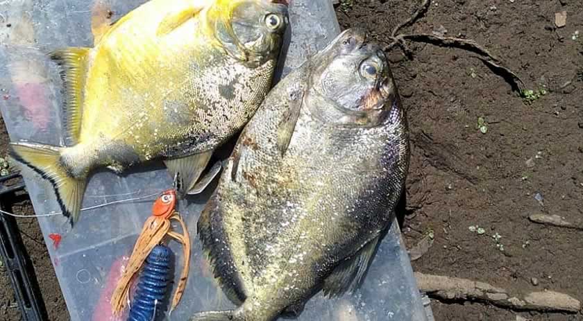Bombeiros alertam para presença de piranhas na Prainha de Irani
