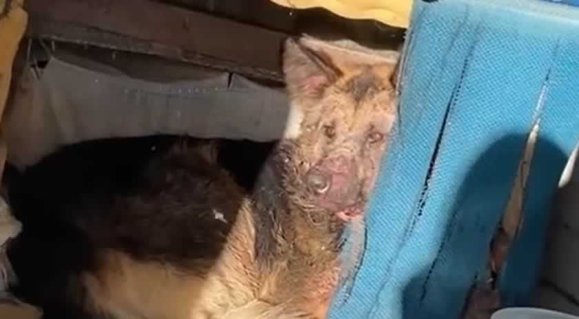 Cachorro é resgatado em estado deplorável e com grandes ferimentos em SC