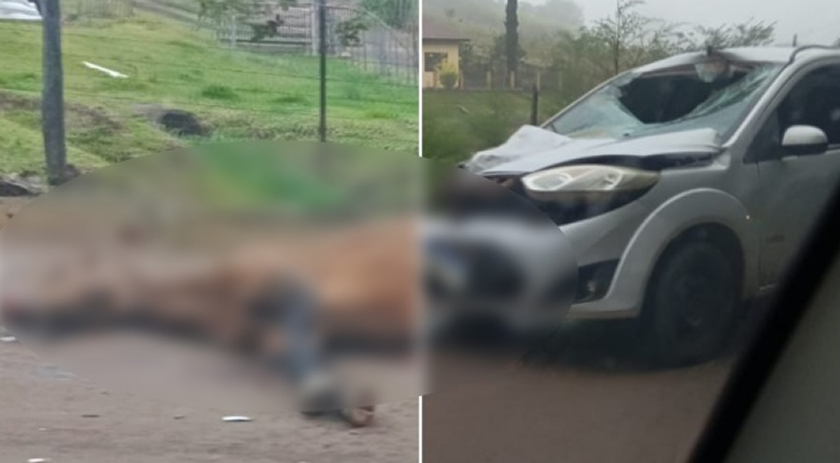 Homem fica ferido após colisão com cavalo no interior