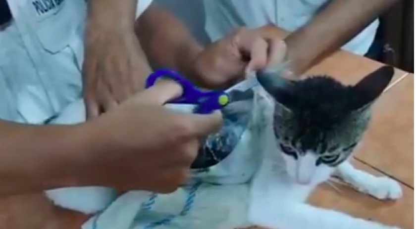 Polícia captura felino flagrado com drogas em penitenciária