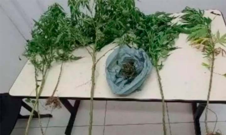 Caso de agressão revela plantação de drogas no quintal de casa em SC