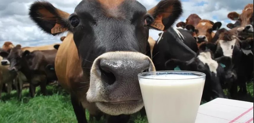Produtores e indústrias de SC alertam para colapso no setor leiteiro