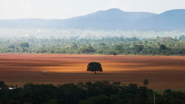 COP30: governo cobra R$ 476 milhões de infratores ambientais
