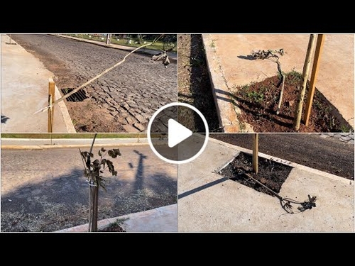 Vândalos depredam mudas de ipês plantadas na comunidade Vila Nova, em São Miguel do Oeste