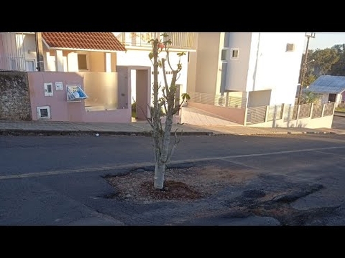 Moradores colocam planta dentro de buraco em rua como forma de protesto, em São Miguel do Oeste