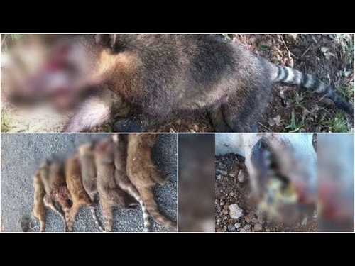 Duas pessoas são presas em operação contra caça ilegal e maus-tratos a animais na Região