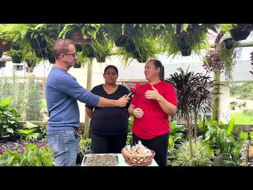 Viveiro Municipal oferece gratuitamente mudas e plantas medicinais e ornamentais
